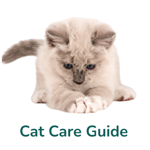 Felinity - Interactive Cat Care Guide